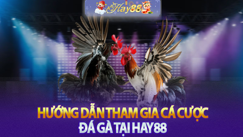 Hướng dẫn tham gia cá cược đá gà tại Hay88